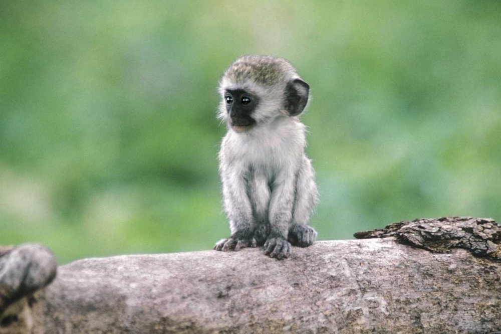 Tanzania, Ngorogoro Crater Vervet monkey baby